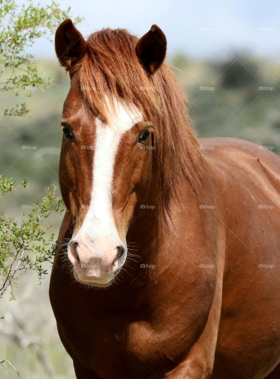 Portrait of a Wild Horse