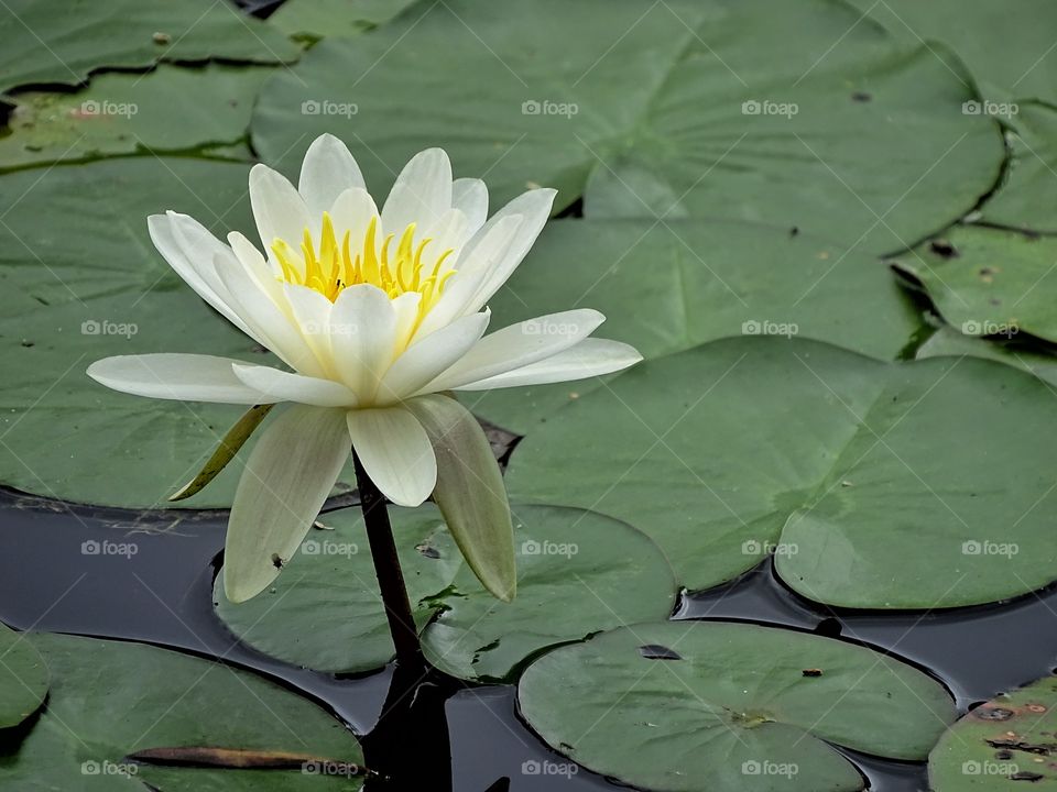 The lonely flower of the pond