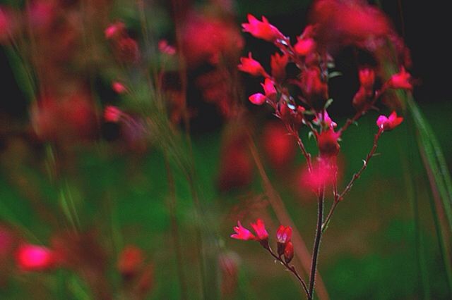 Flower power
