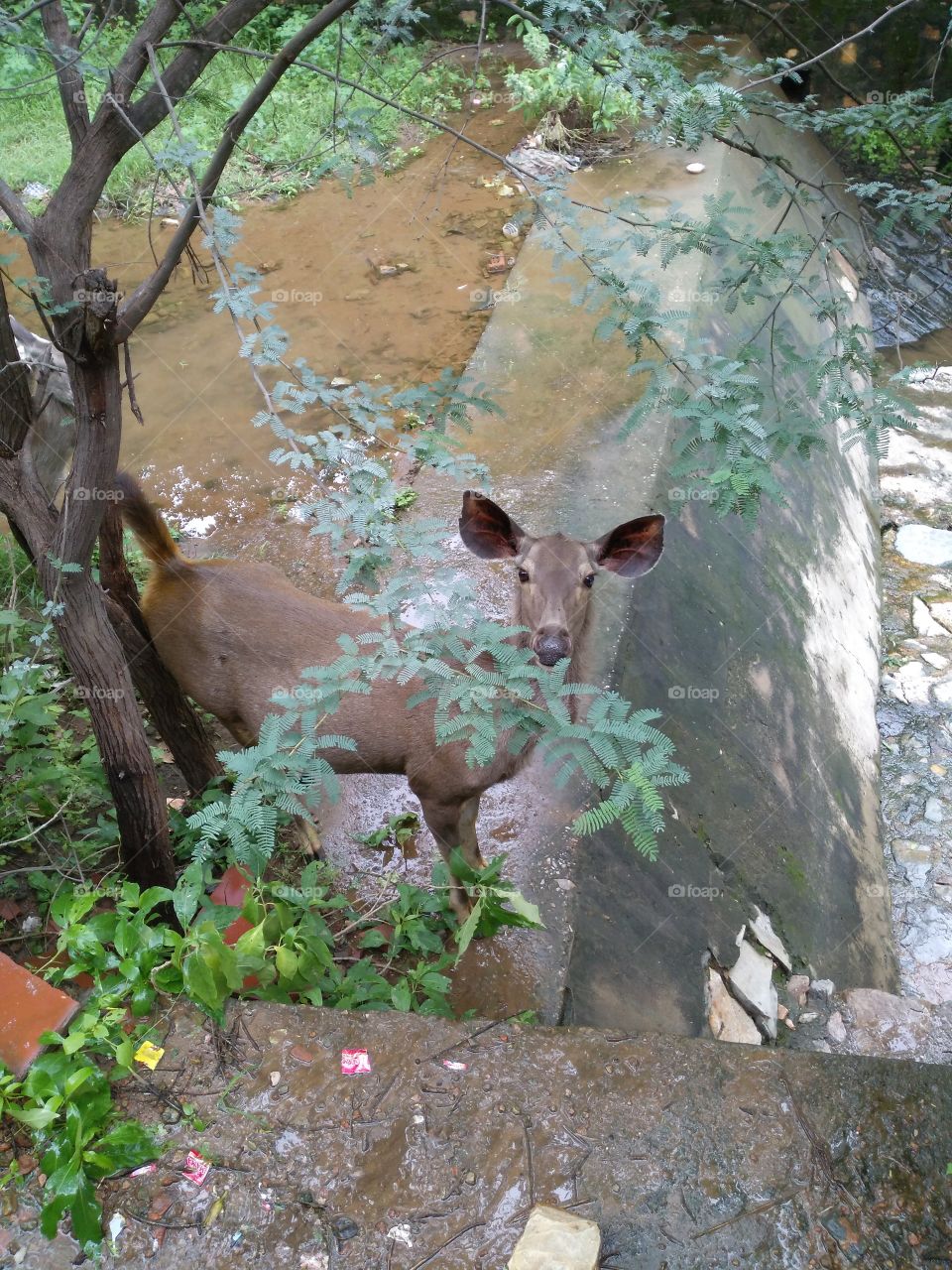 deer in the jungle .