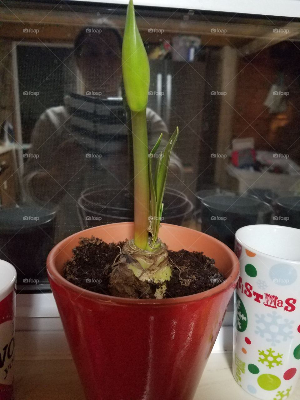 week 4 potted plant