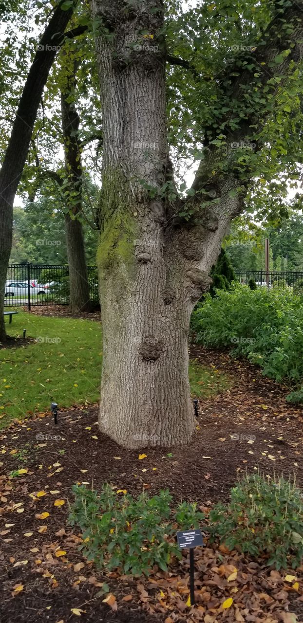 Naturally occurring face on a tree trunk