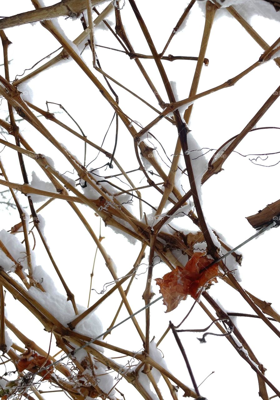 snow resting on grapes buds