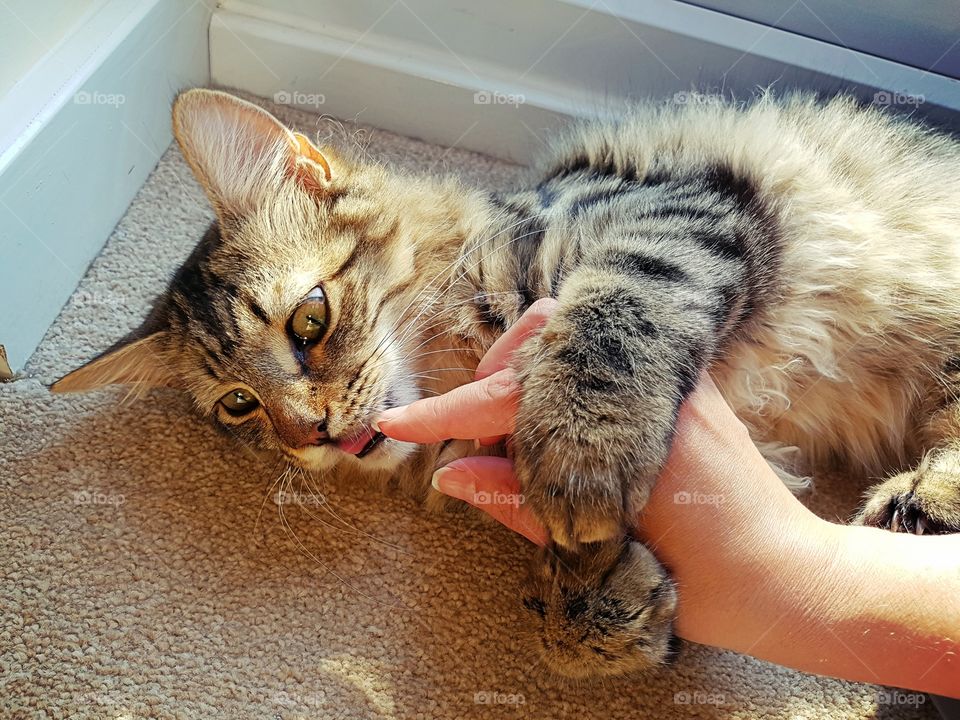 YOUNG CAT HOLDING OWNERS HAND IN PAWS AND CHEWING FINGER.