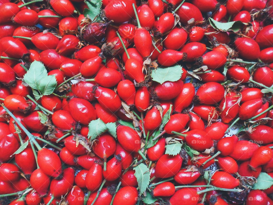 red rosehip berries