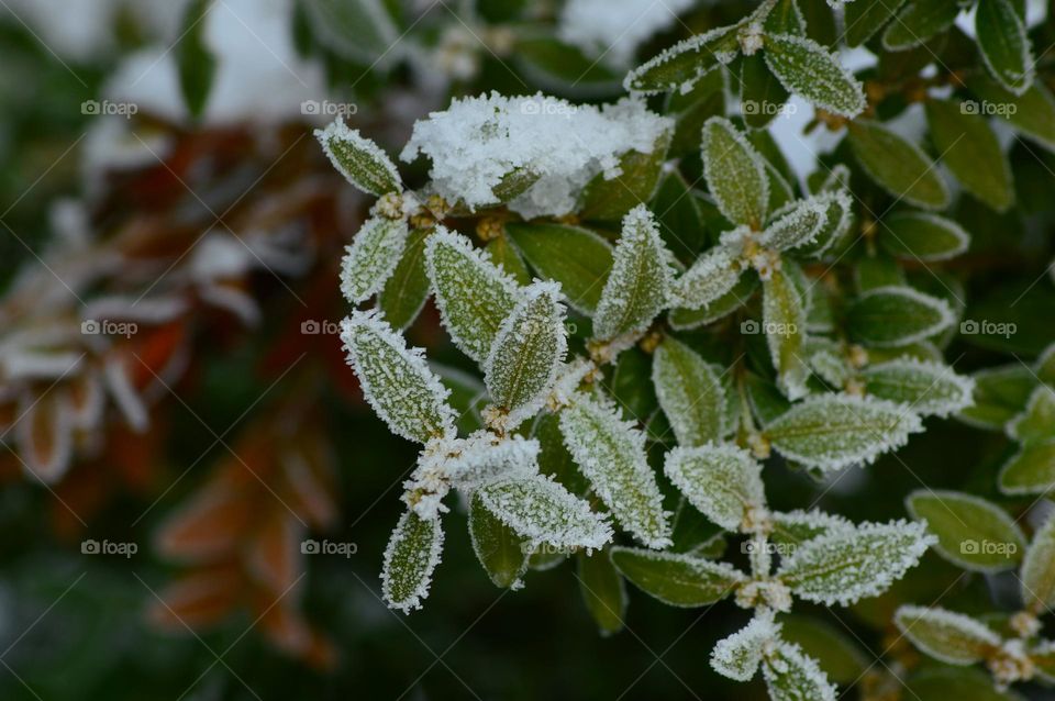 Frost on the leaves