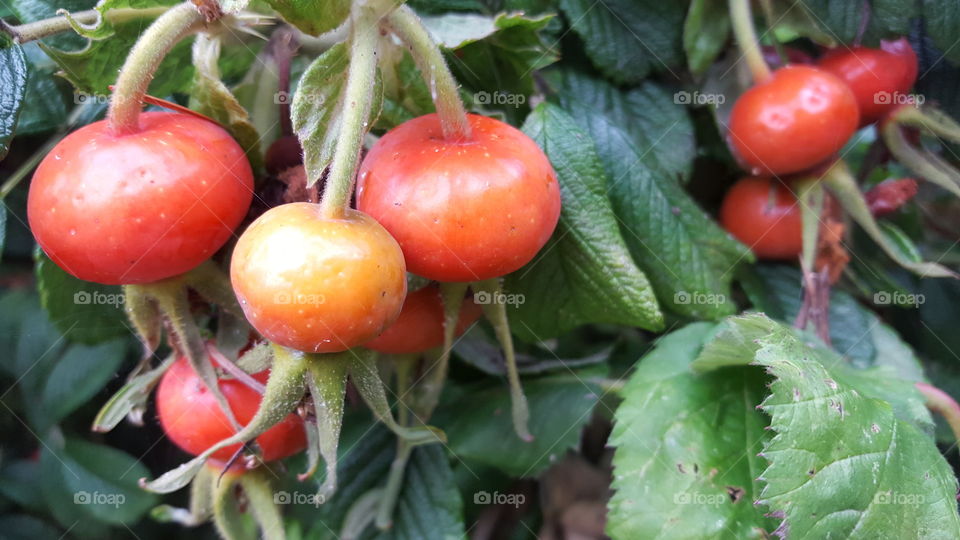 rose hips