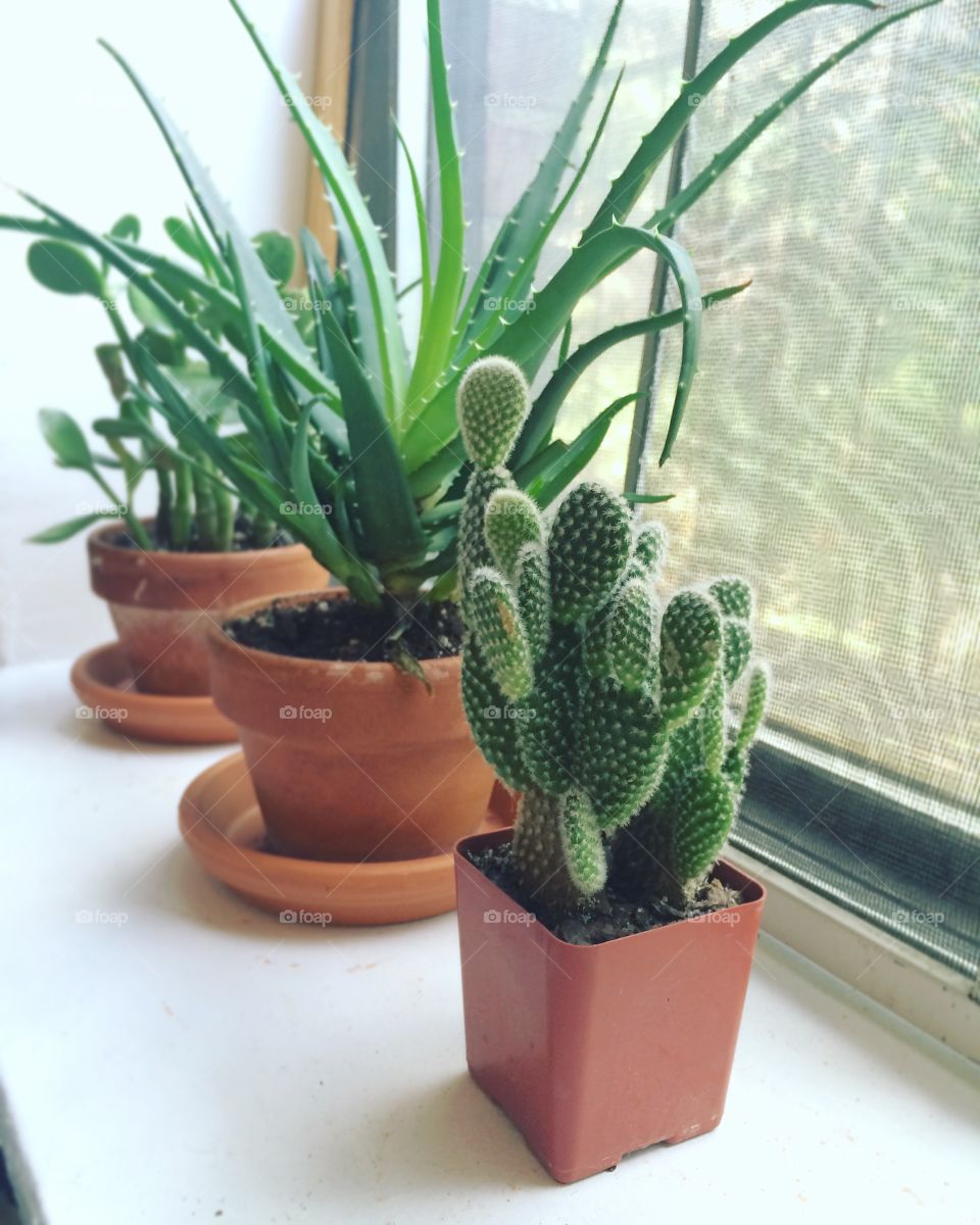 Succulents and cactus. Photos of the plants on my windowsill