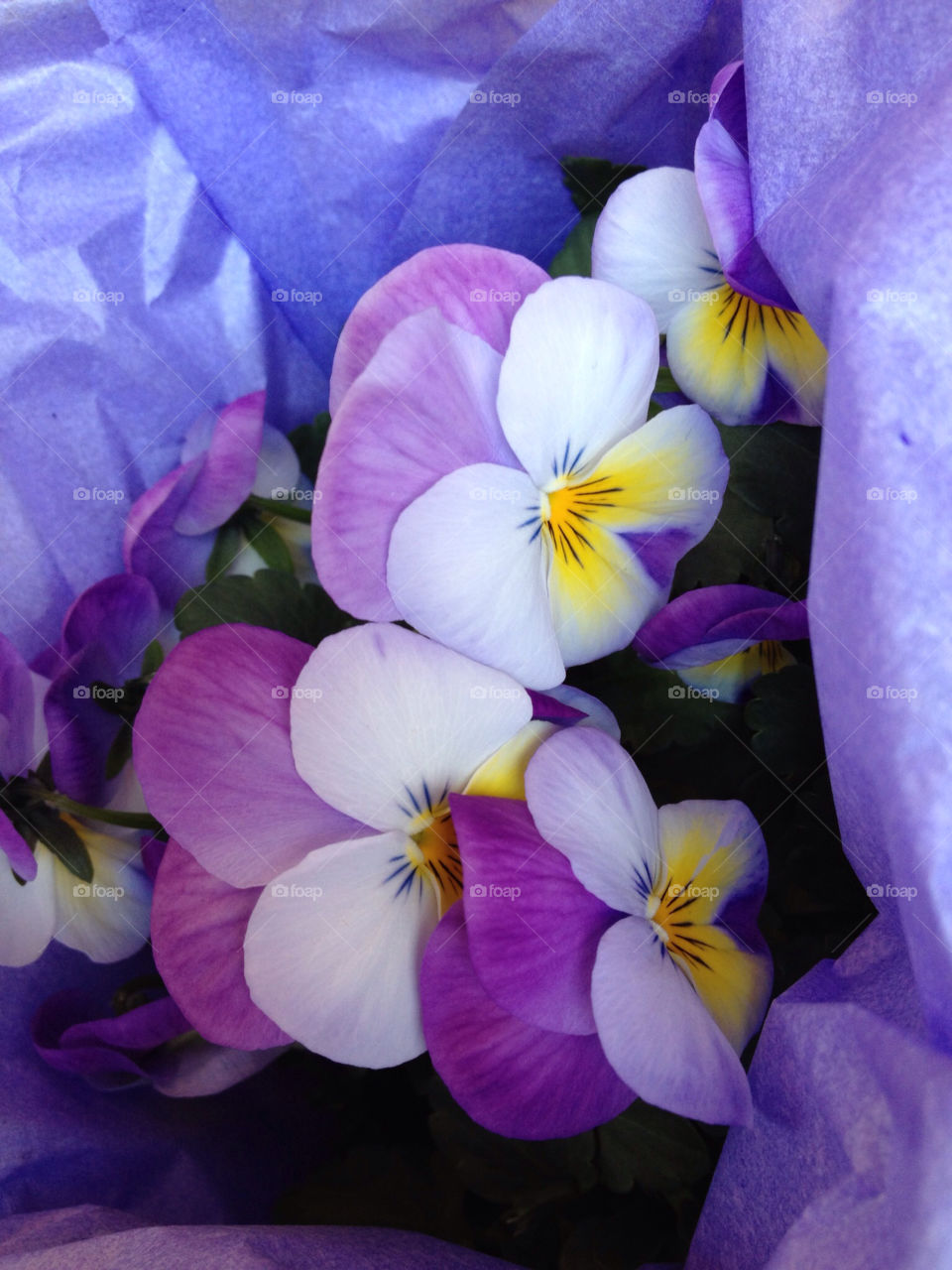 Close-up of flowers