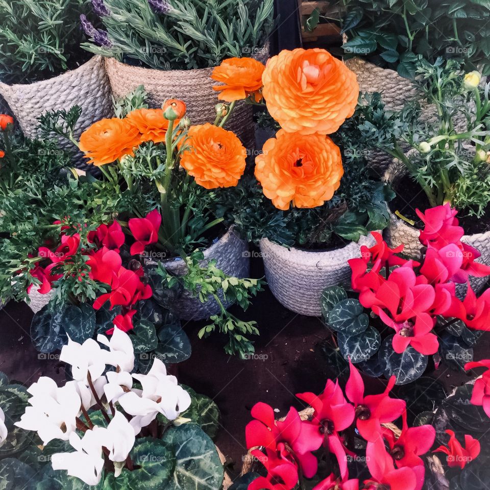 Flowers Le Jardin Celestin Lyon 8