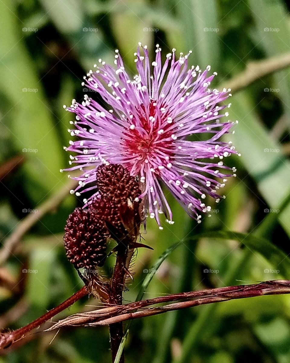 flower