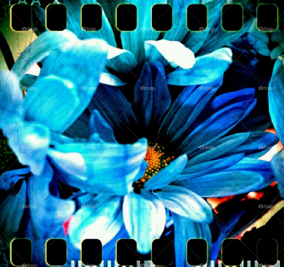 beautiful blue. fall flowers