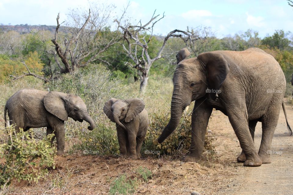 Elephant, Mammal, Wildlife, Trunk, Ivory