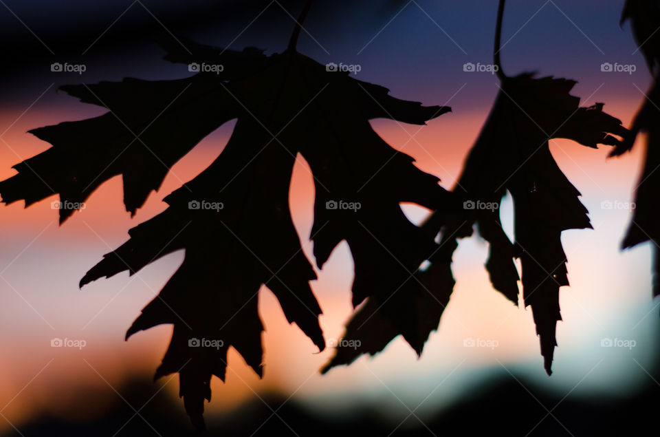 Fall leaves with a Colorado sunset