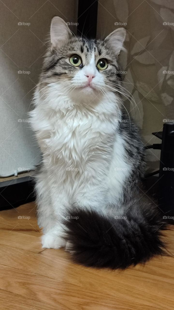 Tenderness Series: Pets. Cat