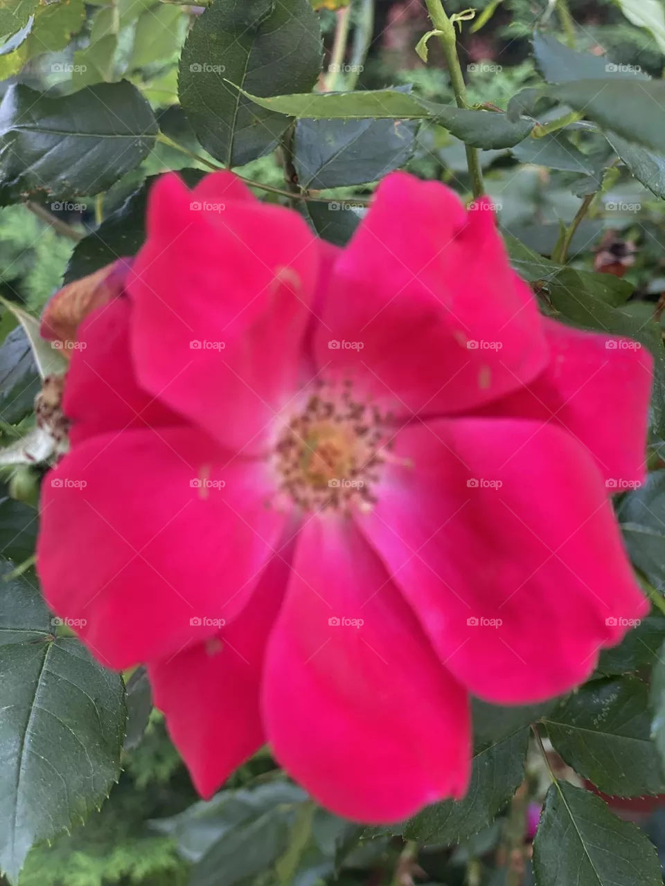 Red summer flowers