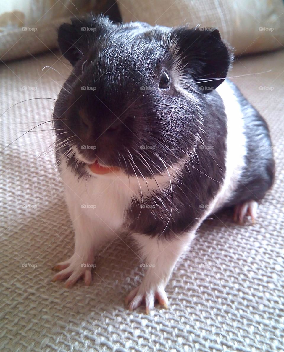 Guinea pig pet close up beautiful portrait