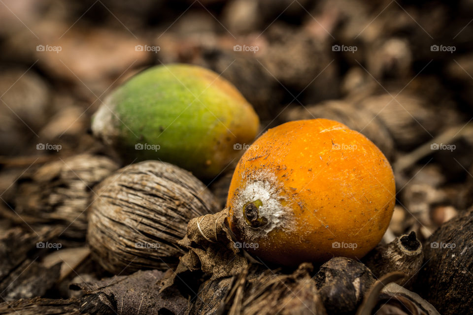 yellow palm seed on the ground