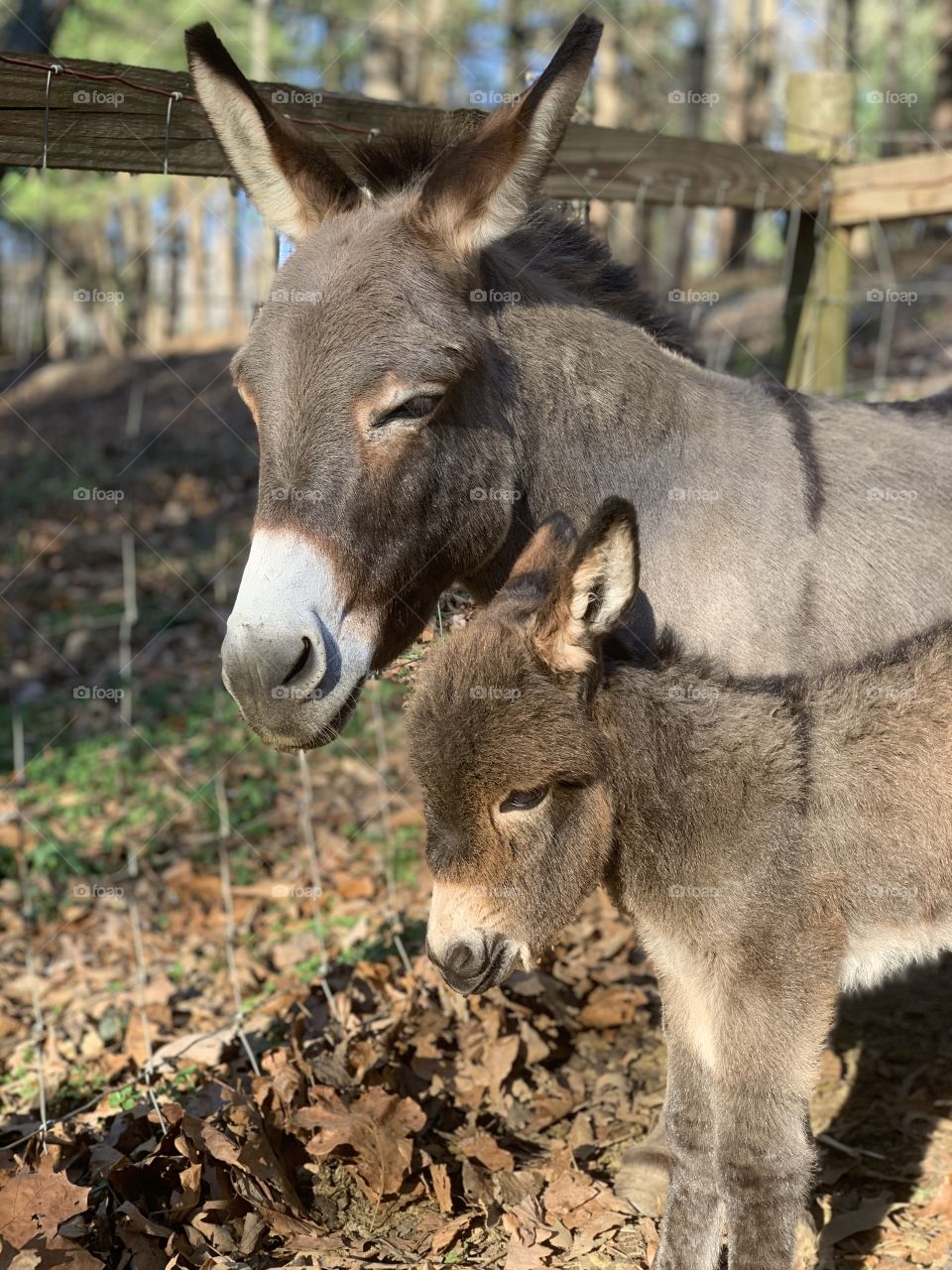 Day old baby donkey. Cute, playful, precious 