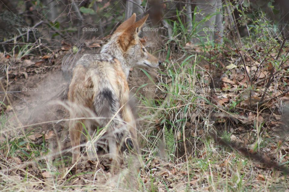 a black backed jackal