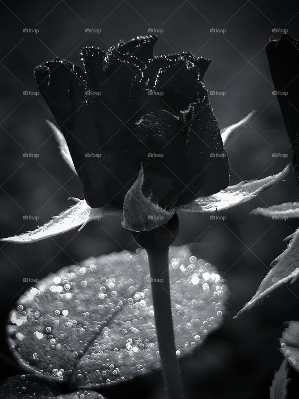 rosebud and dew drops in black and white