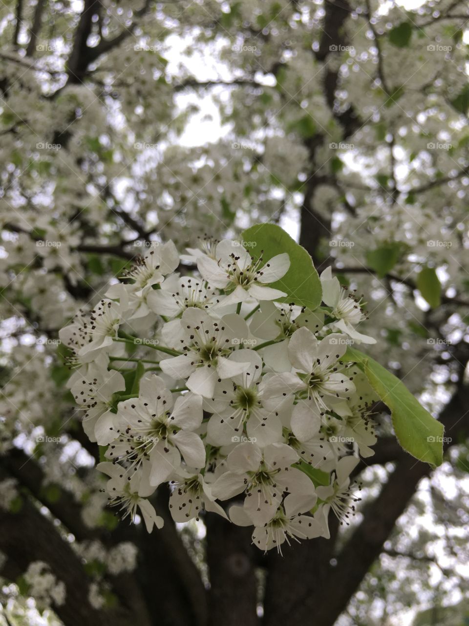 White blossoms