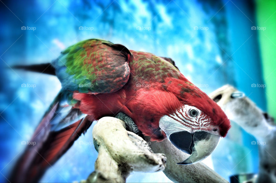 Polly Wants A Cracker