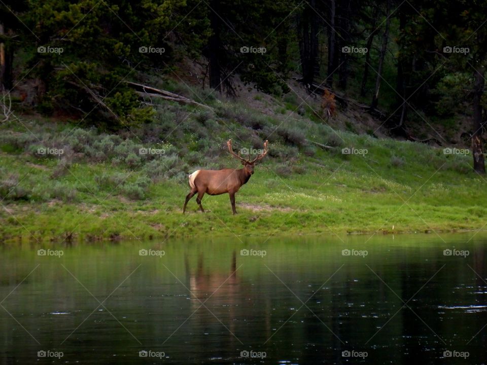 The Elk of Yellowstone. Like a Disney scene, a great stag looks across the calm river.