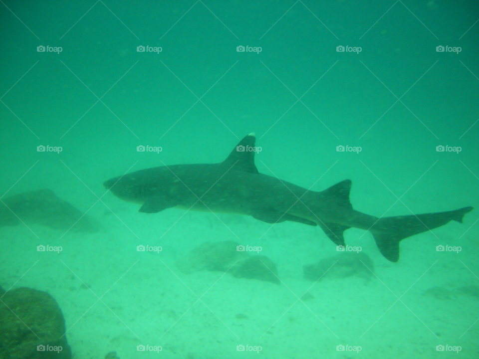 ocean fish shark hammer by izabela.cib