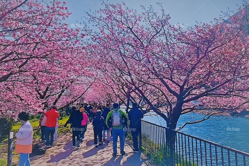In spring, cherry blossoms bloom in the riverside park.