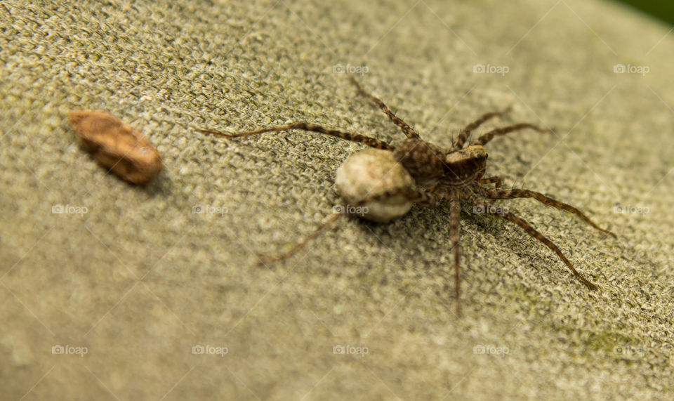 arachnid hunting at morning