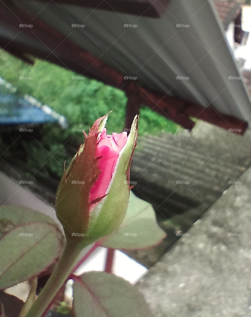 rose bud