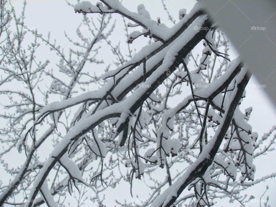 Low angle view of bare tree with snow