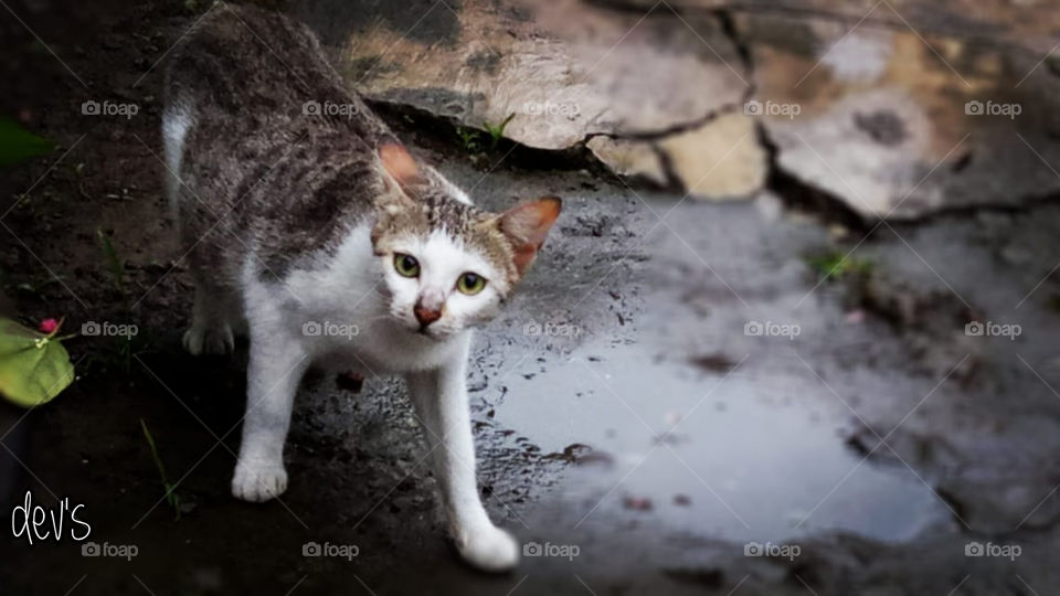 What greater gift than the love of a cat 🐈

--- Charles Dickens