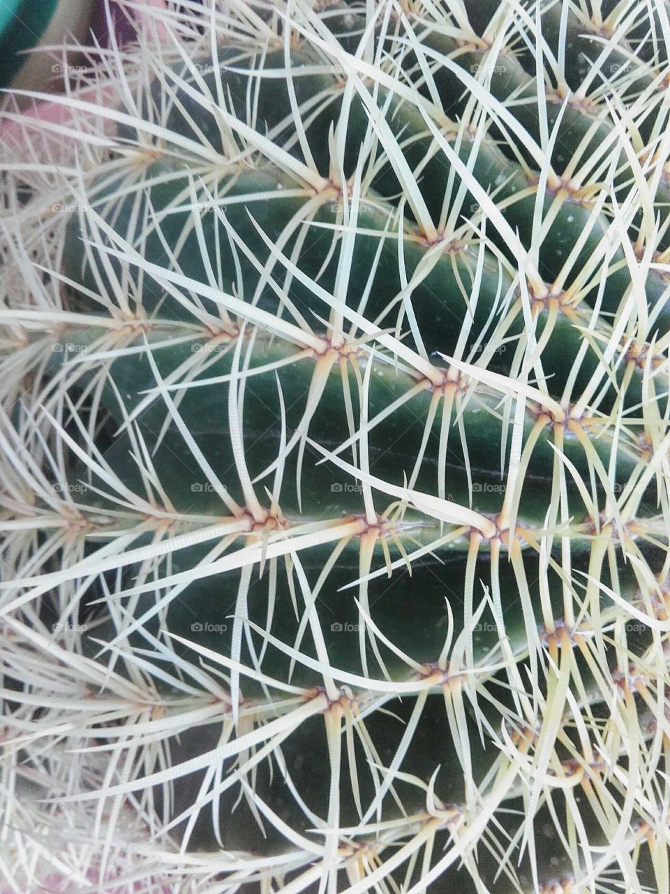 Cactus texture