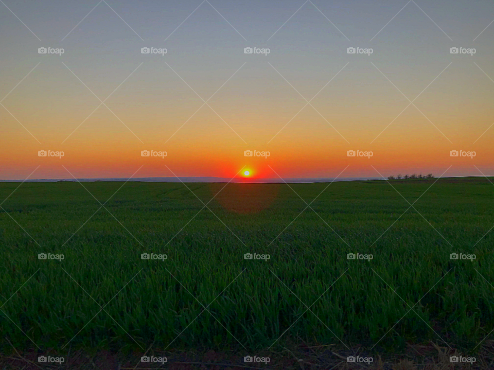 The sunset over the field