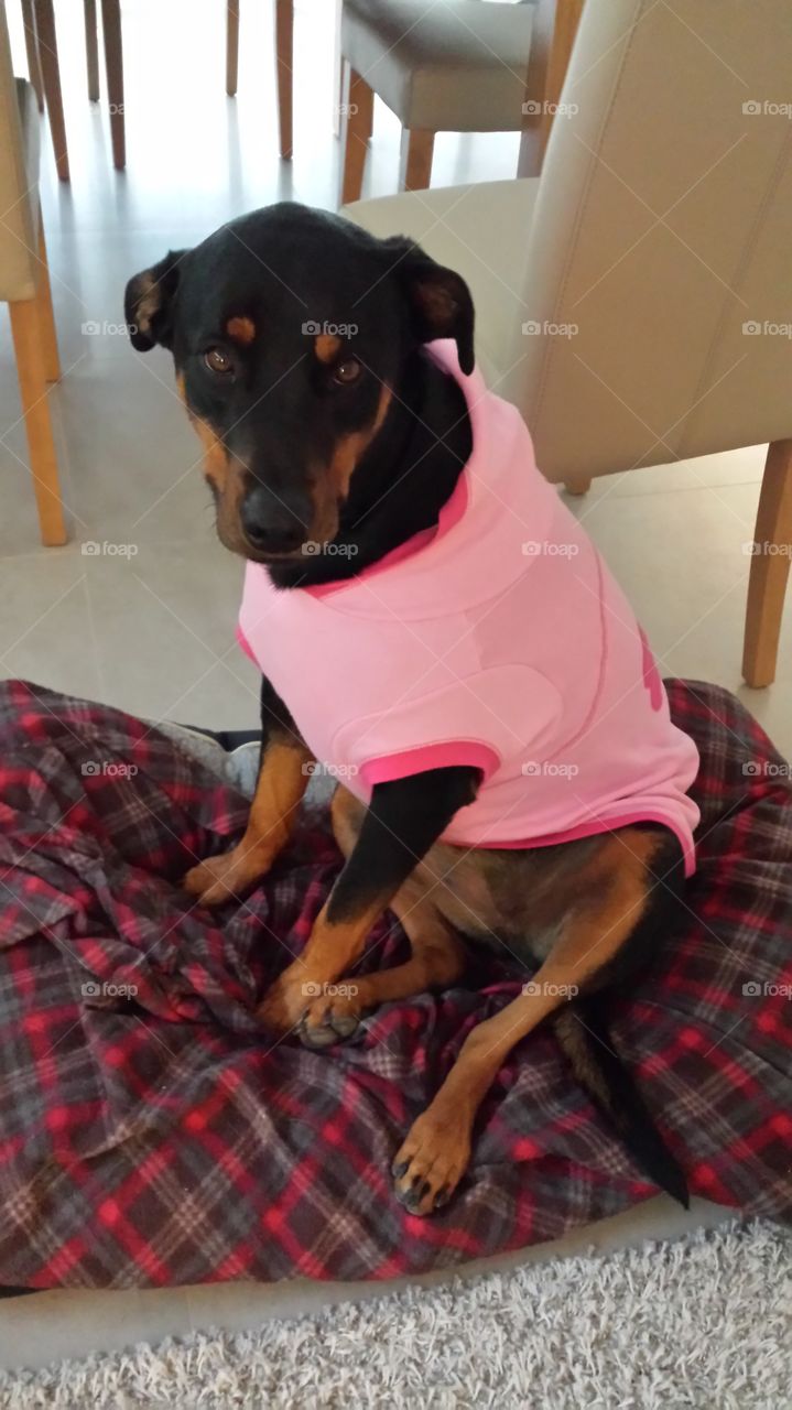 Proud Rotty mix in her pink hoody