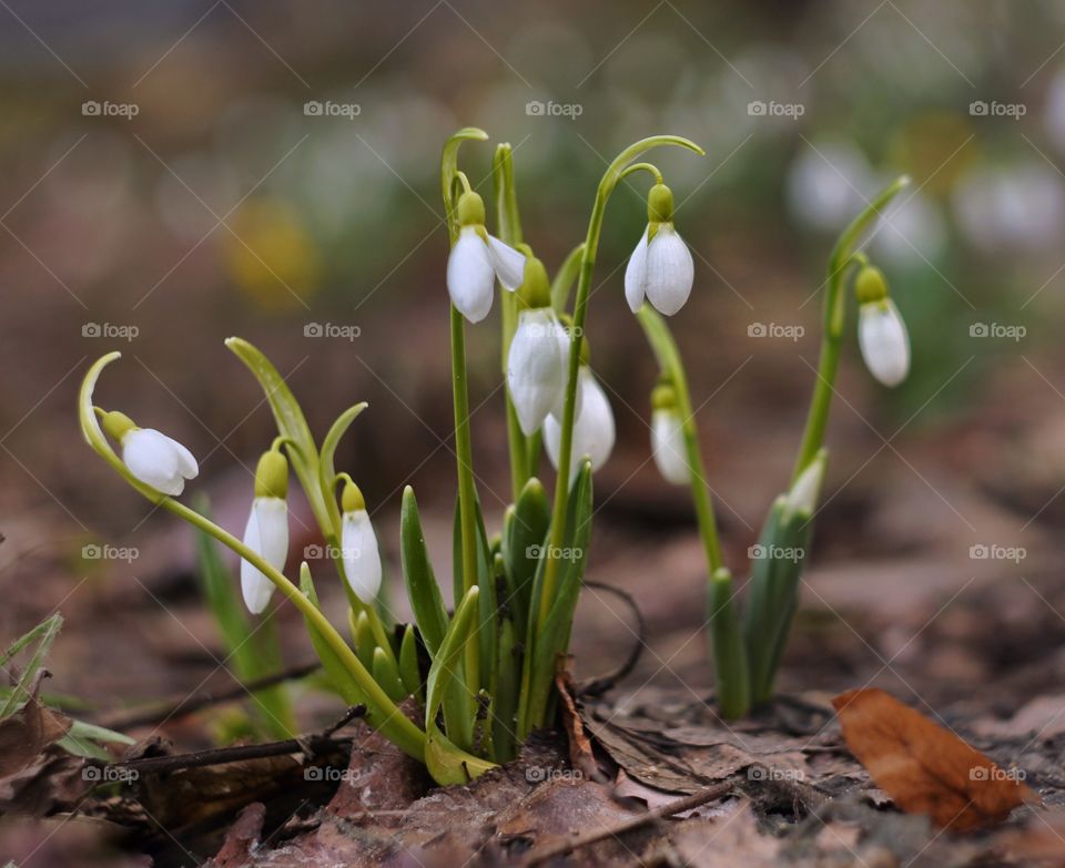 Snowdrops spring time 