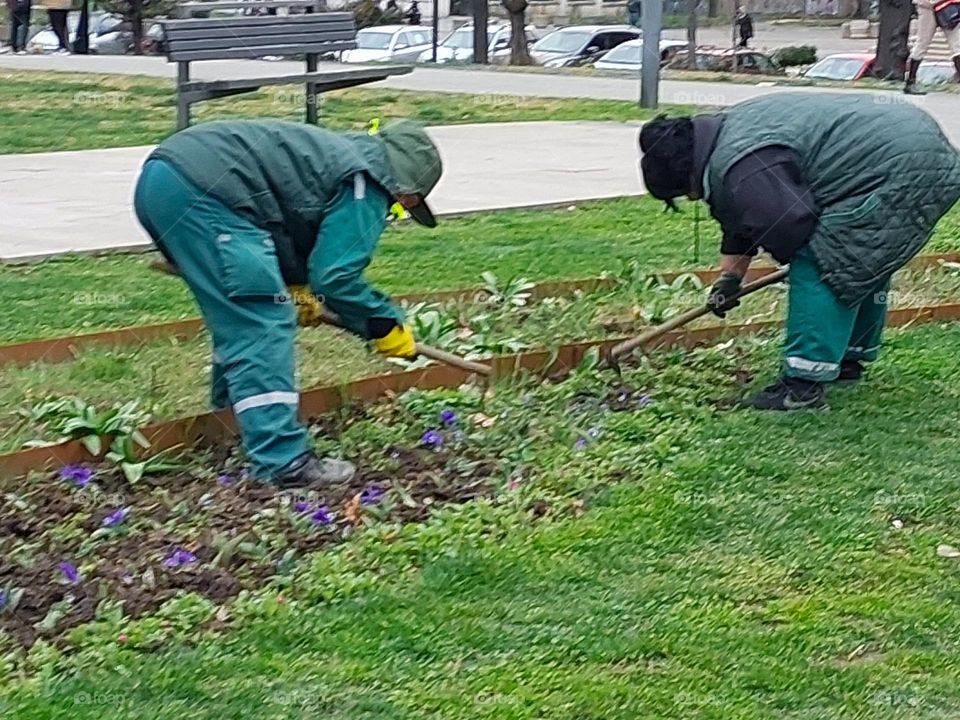 Hoeing the garden