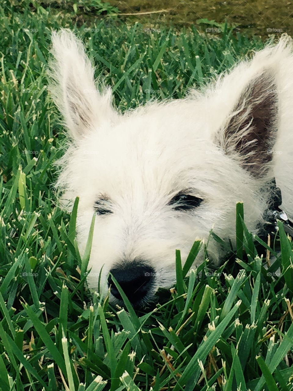 My  puppy's first time on gras