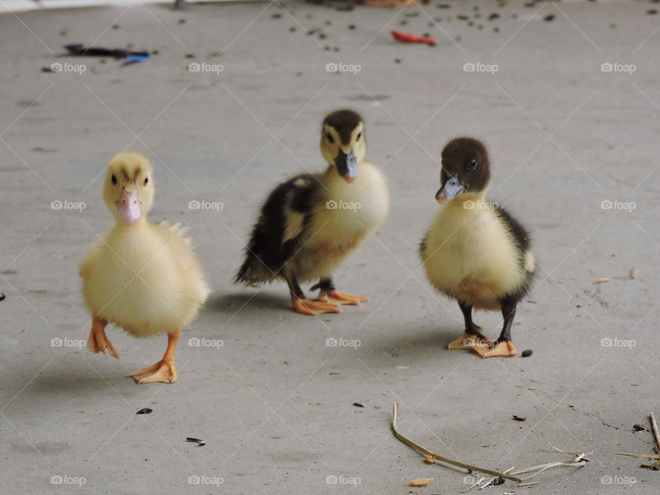 3 little ducks