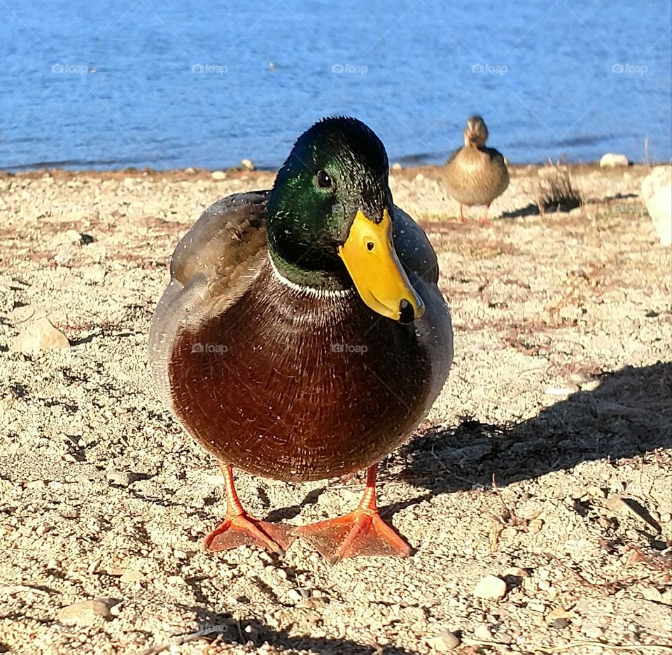 duck being stalked
