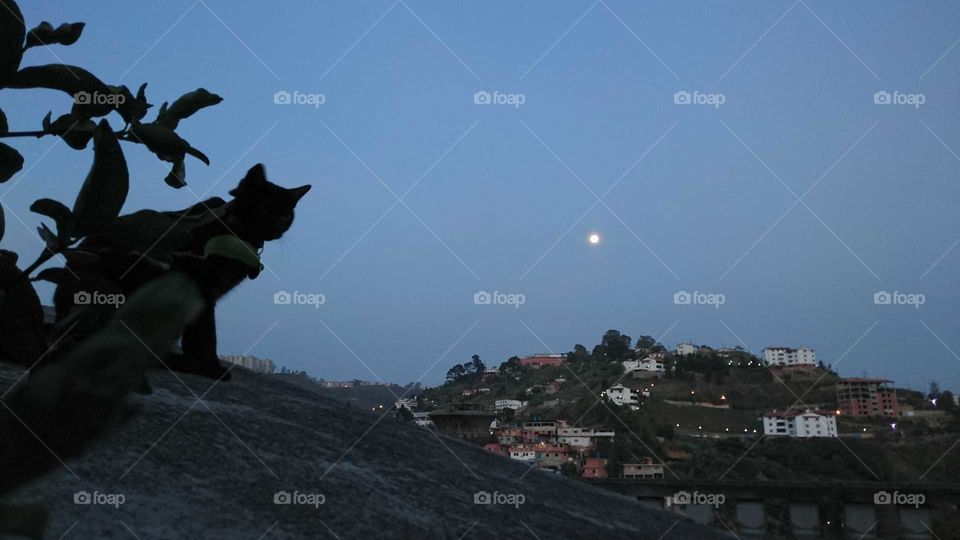 Gato y la luna