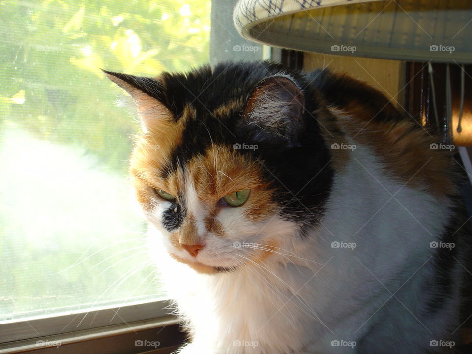 Calico cat in window