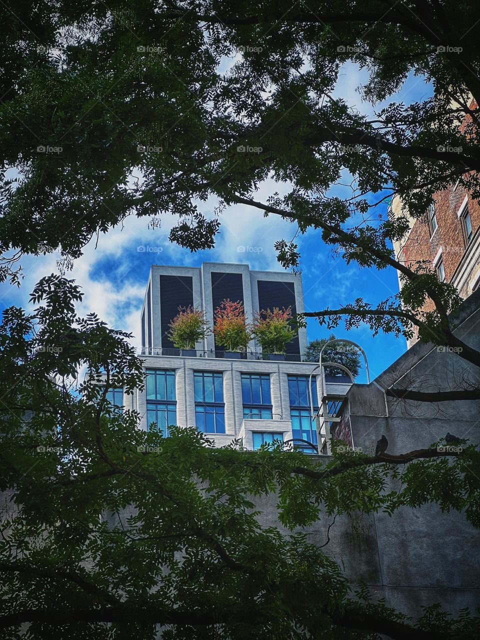 Plants that start to change colors on top of the building. Captured in a natural tree leaves framed. 