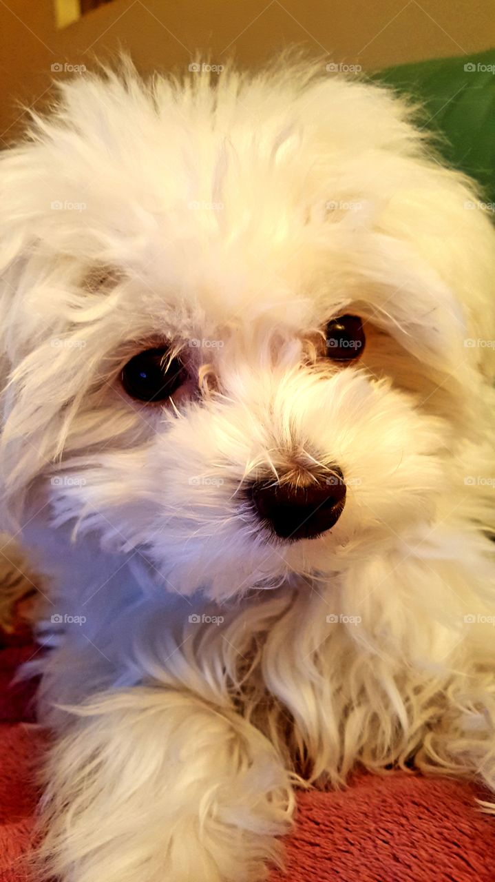 Fun animals in our daily life