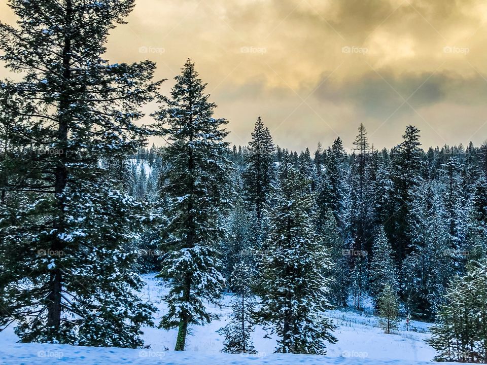 Oregon Snowy Pines