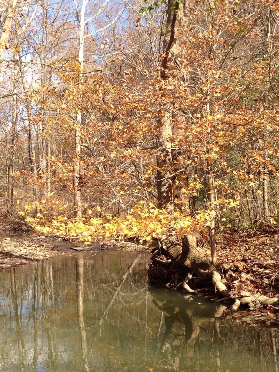 Creek in fall