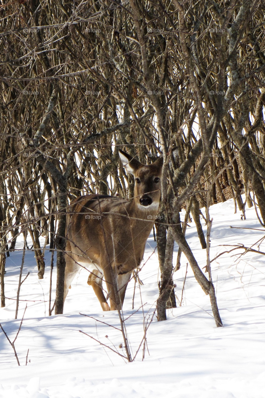 winter woods deer wisconsin by JessM1744