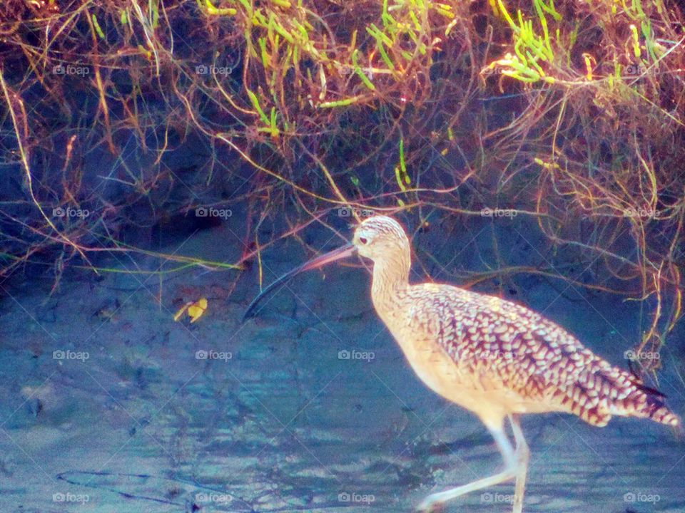 Bird-long Billed Curlew